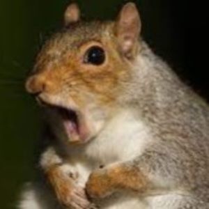 Meet your Posher, Charles